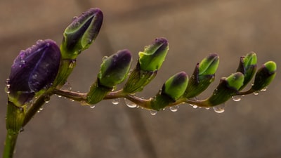 Purple and green flower bulbs
